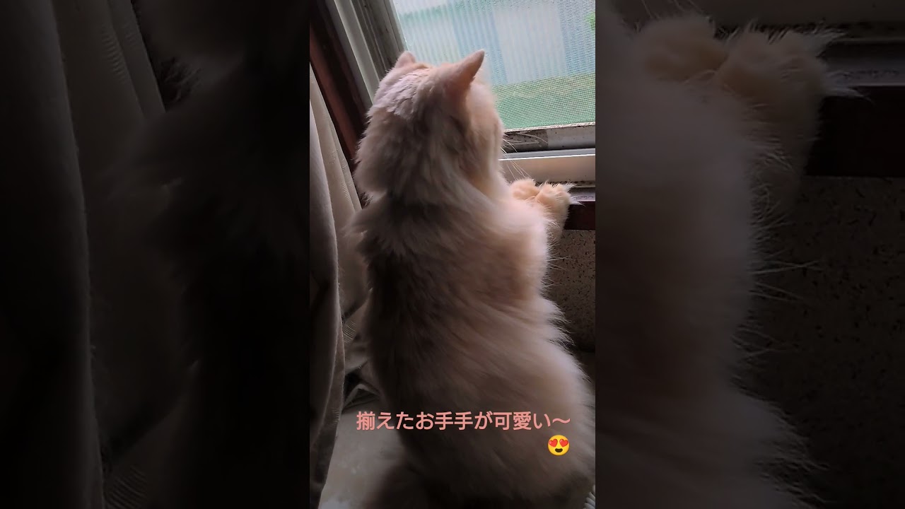 メイさんニャルソック😺#スコティッシュフォールド立ち耳#ニャルソック#猫好きさんと繋がりたい #猫のいる暮らし#short