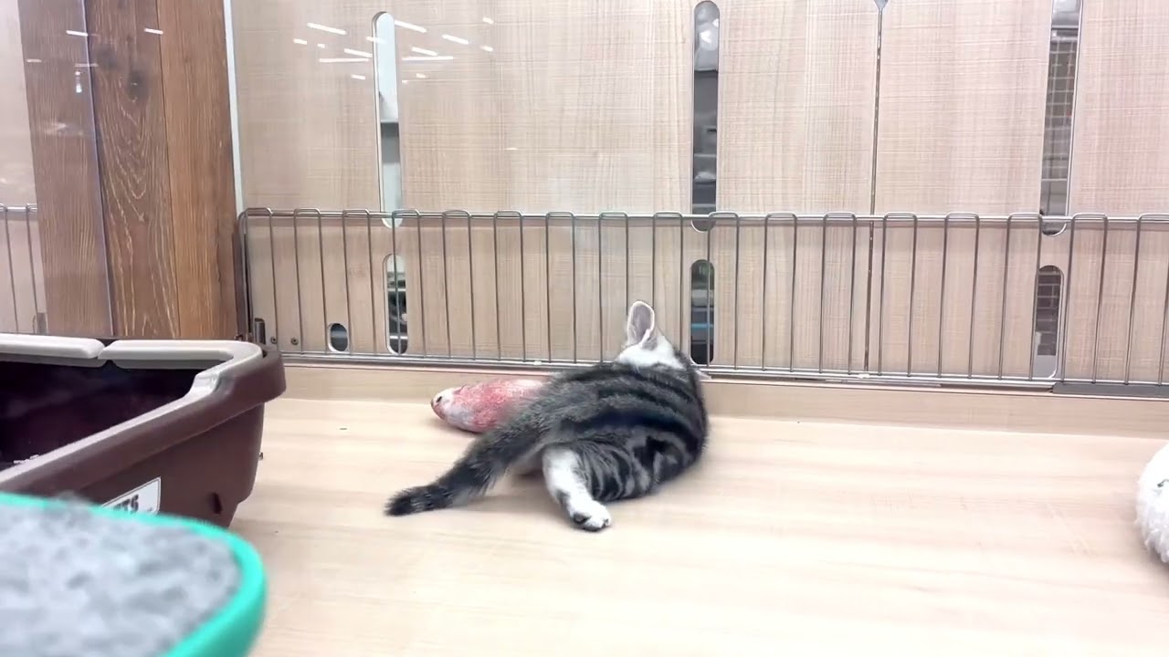 【アメリカンショートヘア】良く寝て良く遊ぶアメショちゃん