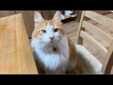 猫が甘えてゴロゴロ言ってた日【マリー（メインクーン）】