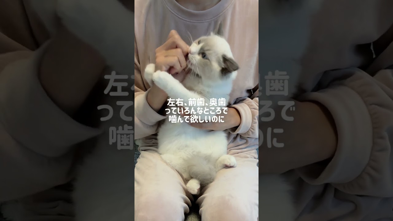 おやつもぐもぐたいむノーカット完全版🐱#ラグドール#ラグドール子猫#ブルーポイントバイカラー#子猫#猫#猫のいる暮らし#猫のいる生活#ragdoll#cat#kitty#kitten#ねこのいる生活