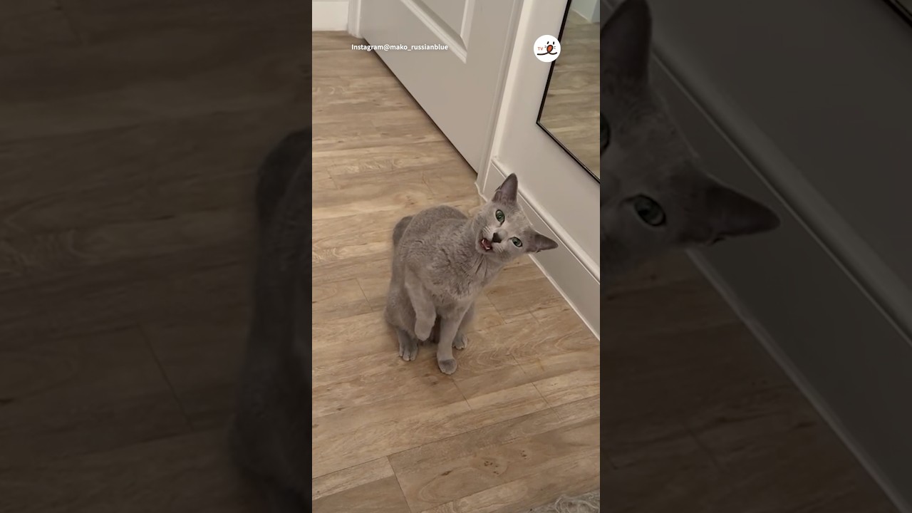 甘えん坊猫さんのアピールが…😻｜PECO #ロシアンブルー #猫 #愛猫家 #猫のいる暮らし #russianblue #cat #catlover #catlife