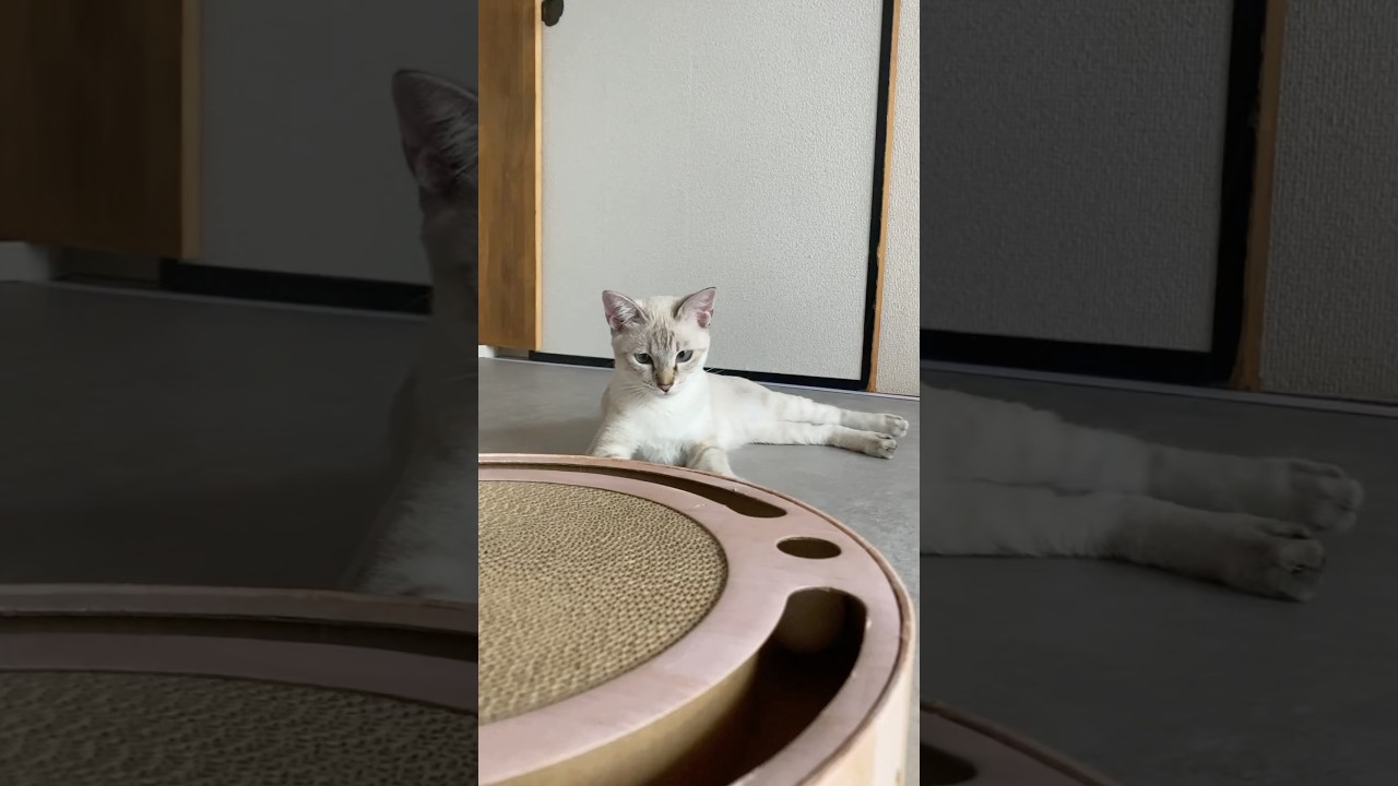 目が合うのでお見逃しなく　#元保護猫　#シャムトラ　#シャムミックス　#cat #猫耳 #kitten #シャムmix  #子猫 #猫耳