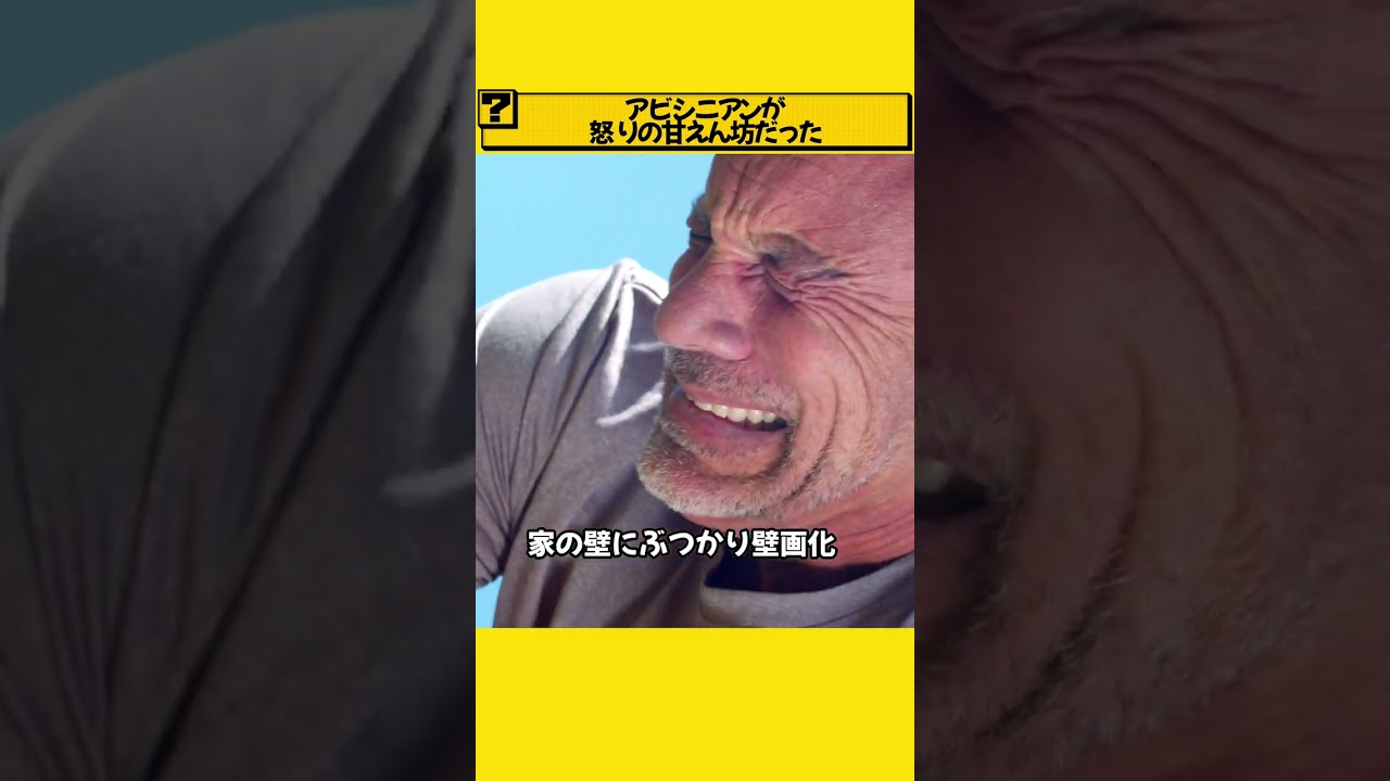 アビシニアンが怒りの甘えん坊だった
