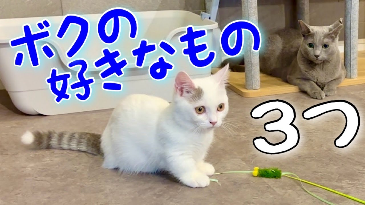 マンチカン |子猫の独り占め~末っ子の特権[Munchkin]