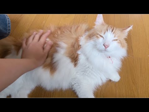 甘えん坊猫がニャーと言った日【マリー（メインクーン）】