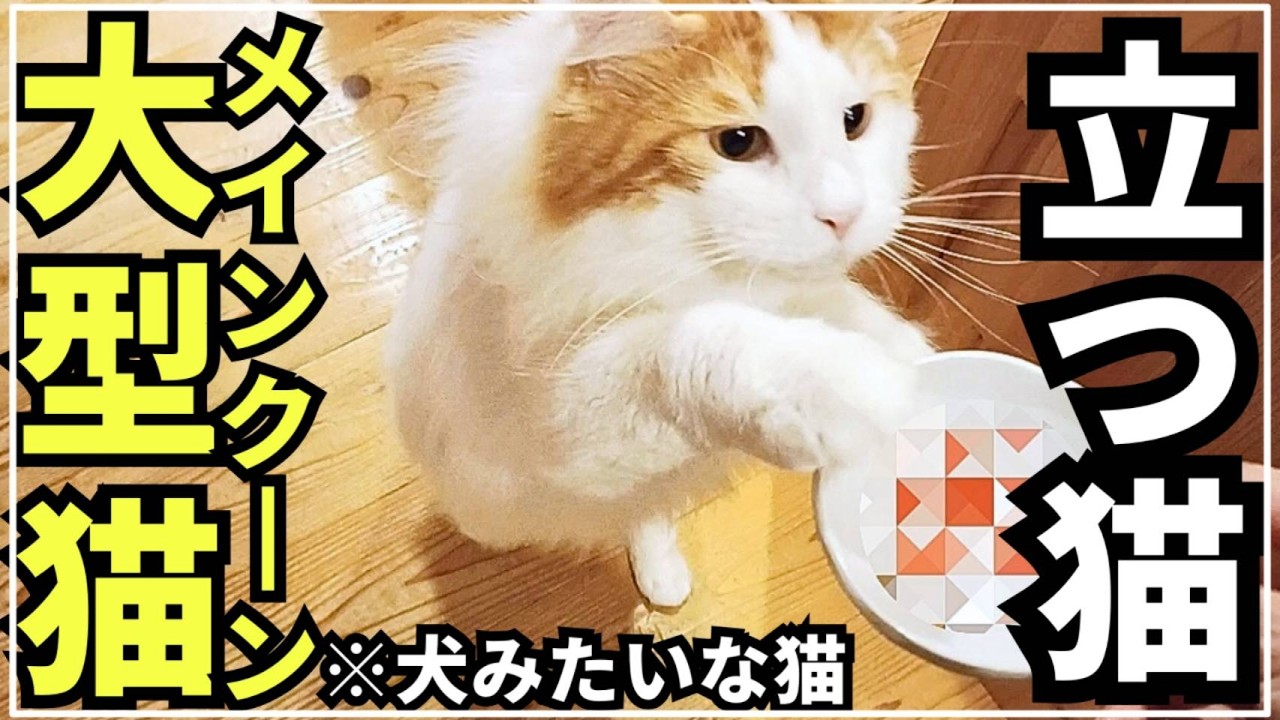 【立つ猫】いきなり！〇〇で大興奮する大型猫メインクーン