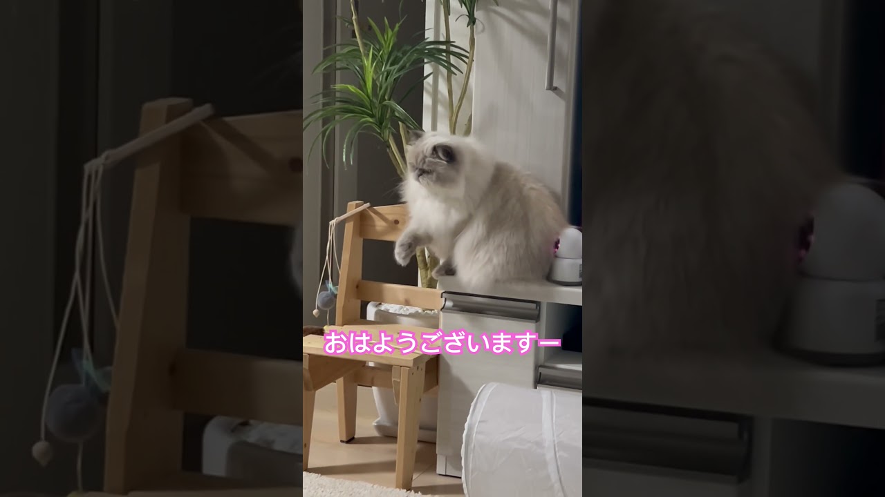 猫なのなヒマラヤンのマーベル🐈🐾 #shorts #cat #cute #catlover #ねこのいる暮らし