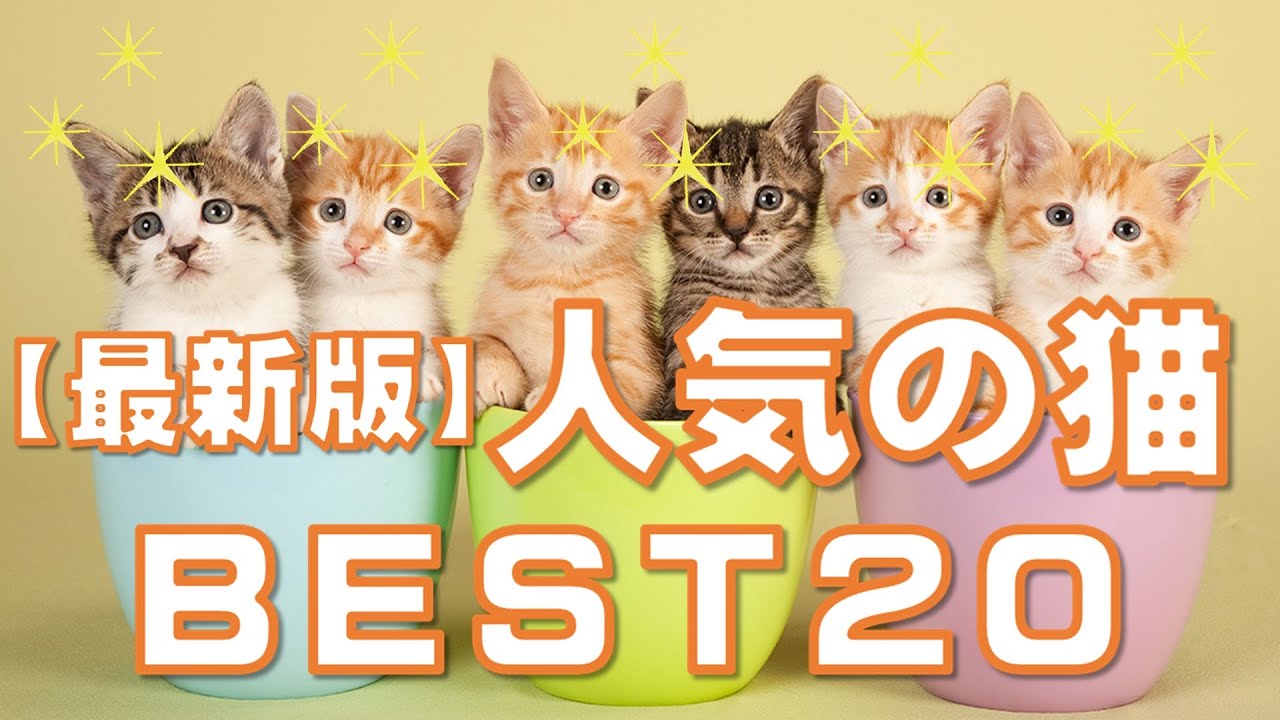 【最新版】人気の猫BEST20