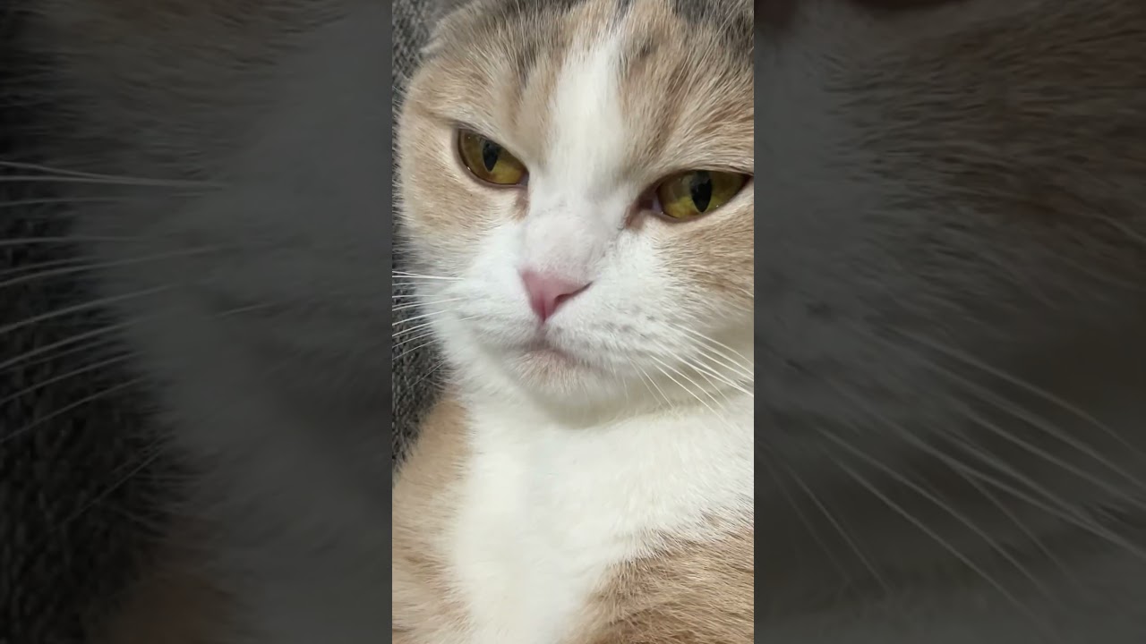 眠くて限界だったみたい😵#youtubeshorts #youtube #cat #スコティッシュフォールド #猫のいる暮らし #猫のいる生活 #猫好きさんと繋がりたい #猫 #ねこ #譲渡猫