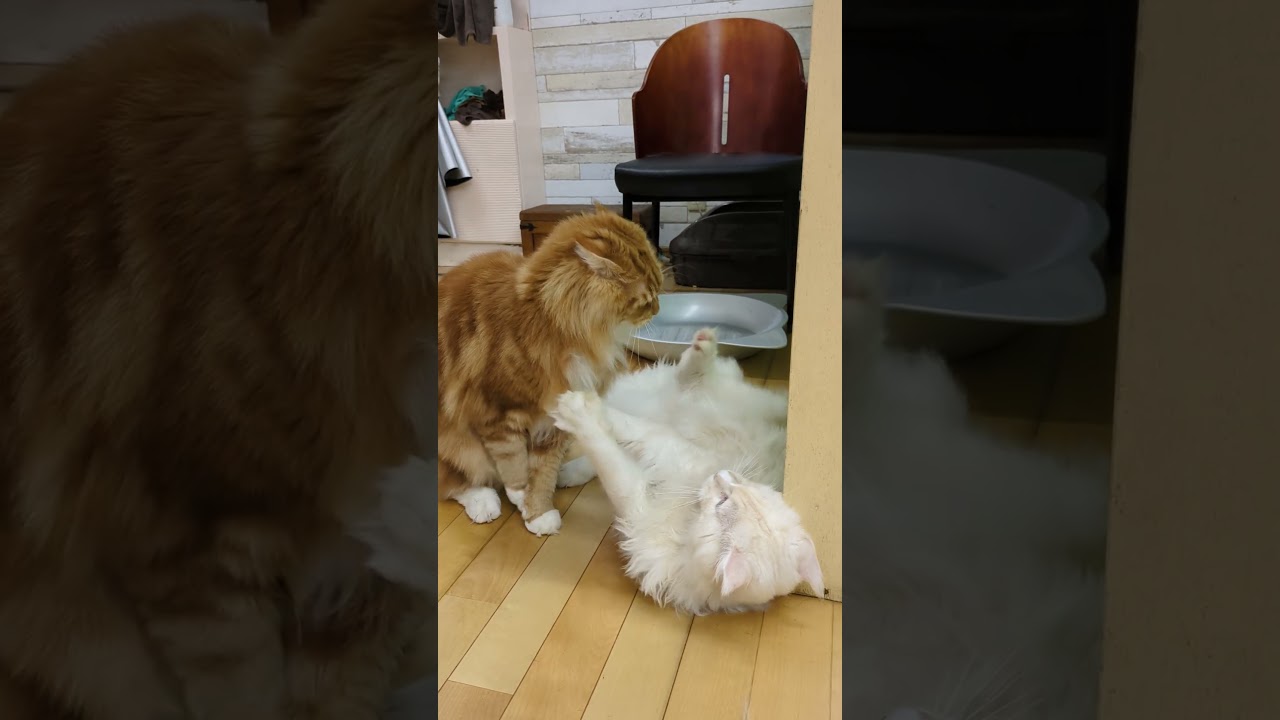 仕事中に、ニャンプロ始まりました!　#猫 #cat  #メインクーン