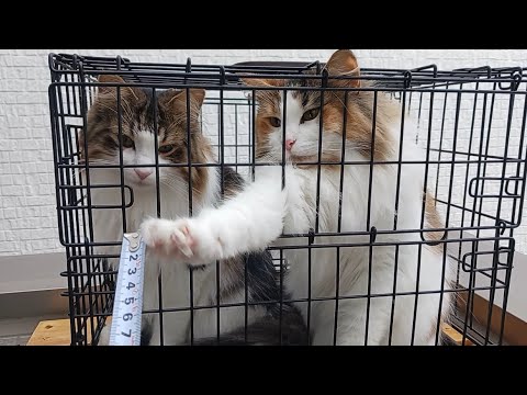 ノルウェージャンフォレストキャット×2