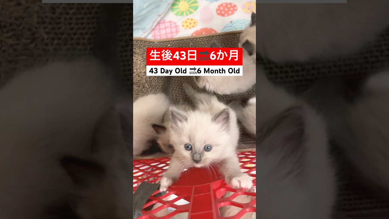あっという間に成長する子猫 #shorts #子猫 #ラグドール
