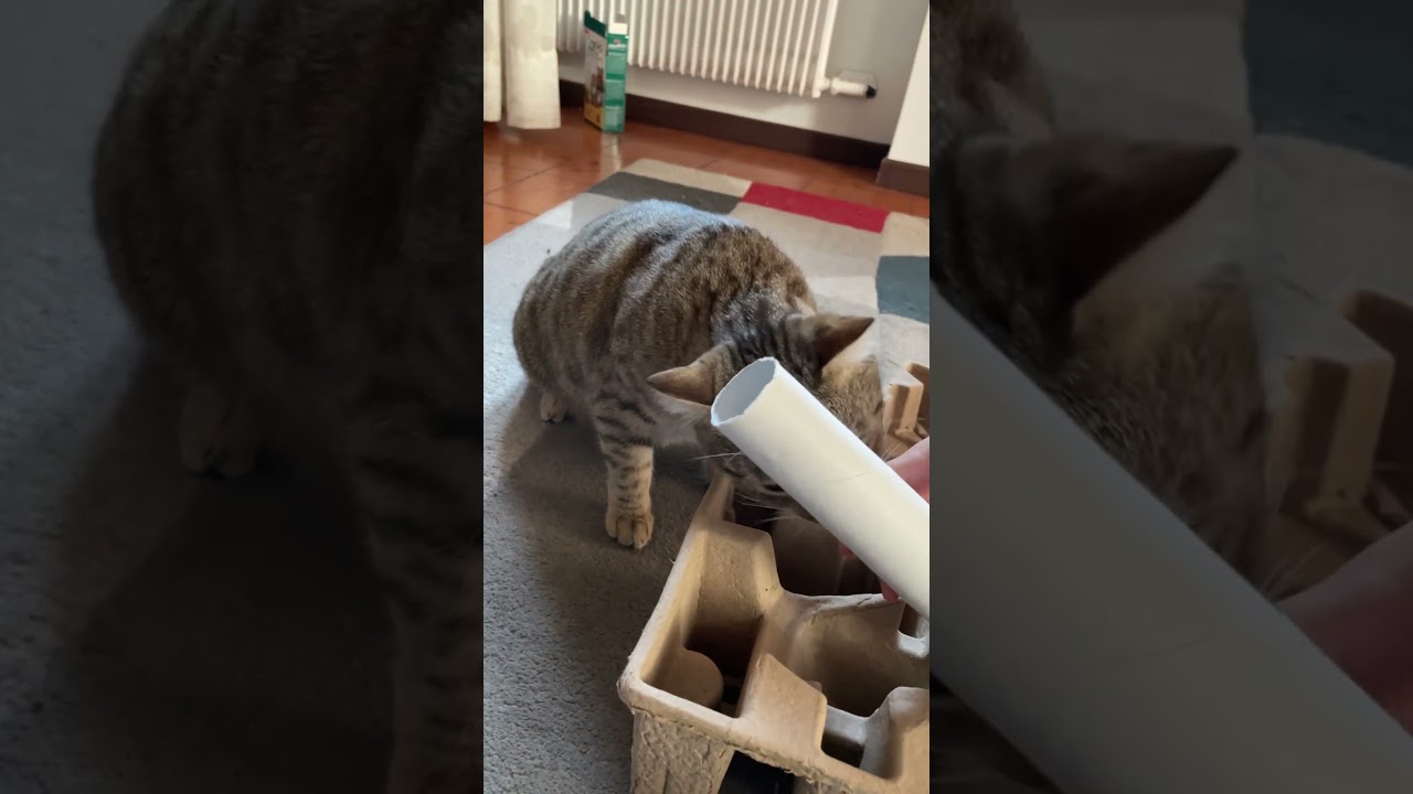 Subscribe for more! ❤️🐁🐈