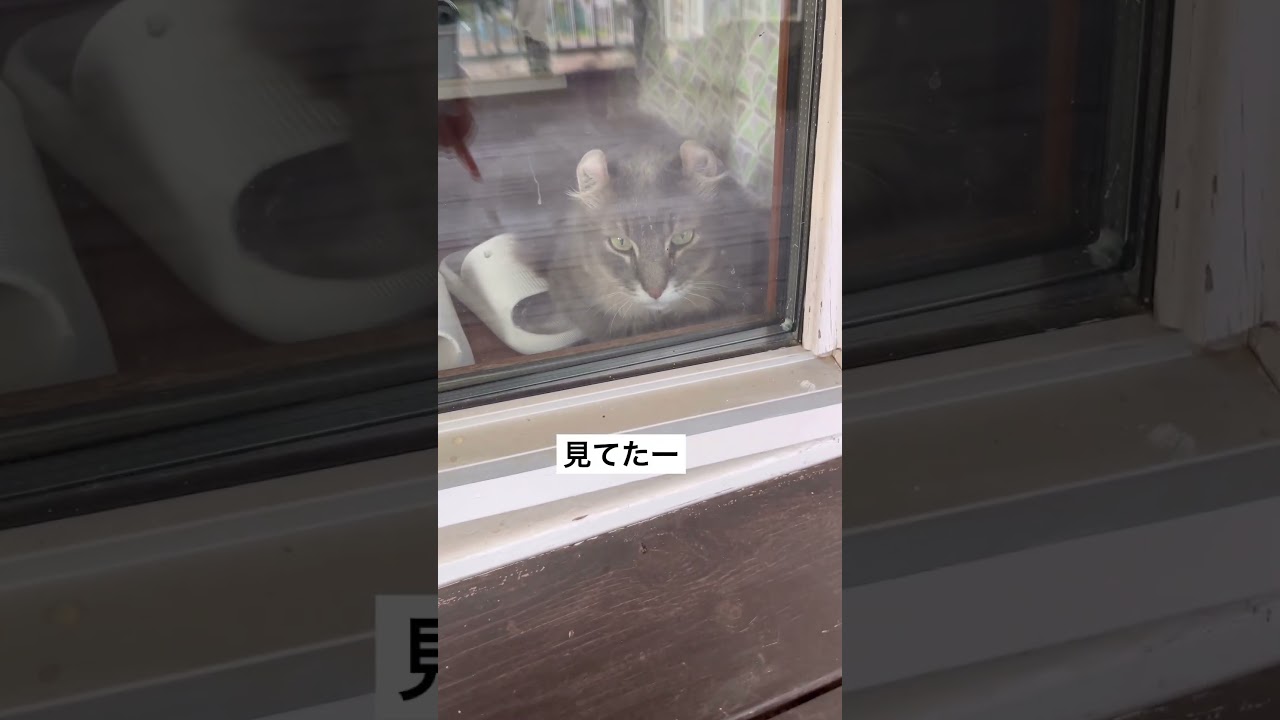 アメリカンカール #shorts 監視中