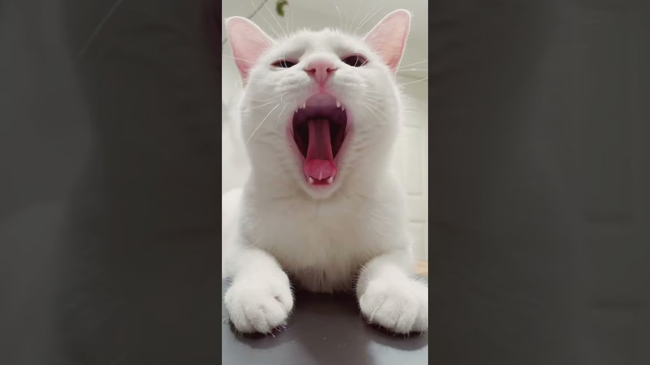 【成長記録】立派になりました。#shorts