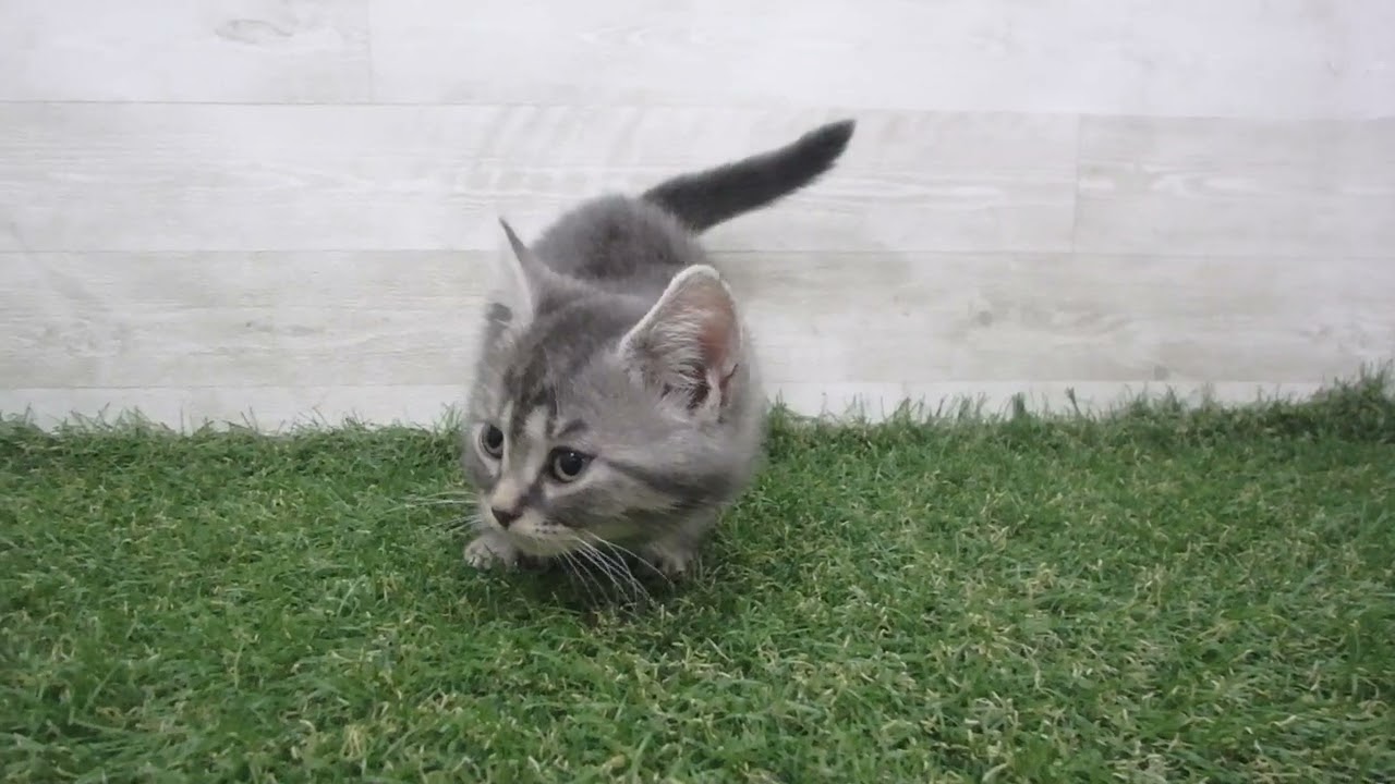 Coo&RIKU　No00697059 アメリカンカール