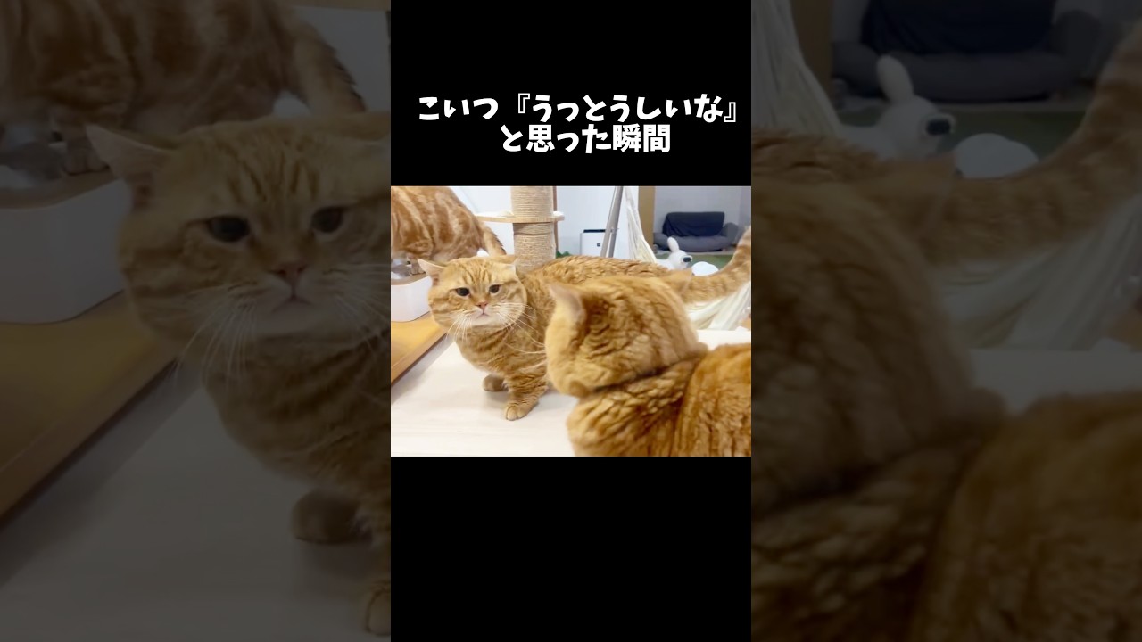 ぽちゃくんが『こいつ、うっとうしいな』と思った瞬間 #猫 #マンチカン #shorts