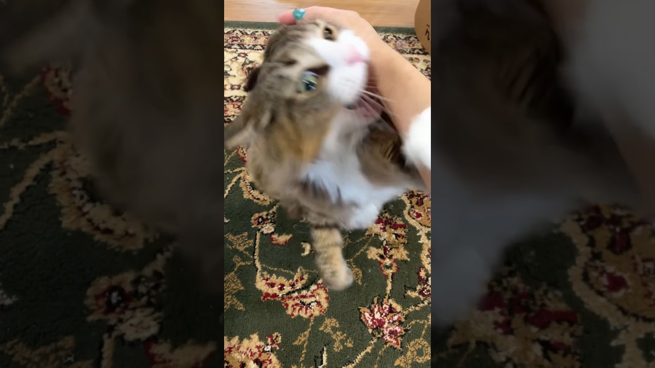 北欧猫との穏やかな日常 #ノルウェージャンフォレストキャット #cat