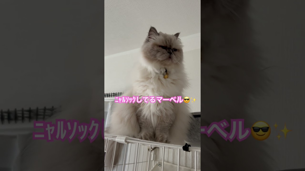 お家の中のﾆｬﾙｿｯｸしてくれたヒマラヤンのマーベル🐈🐾 #shorts #cat #猫のいる暮らし #ニャルソック #ねこ