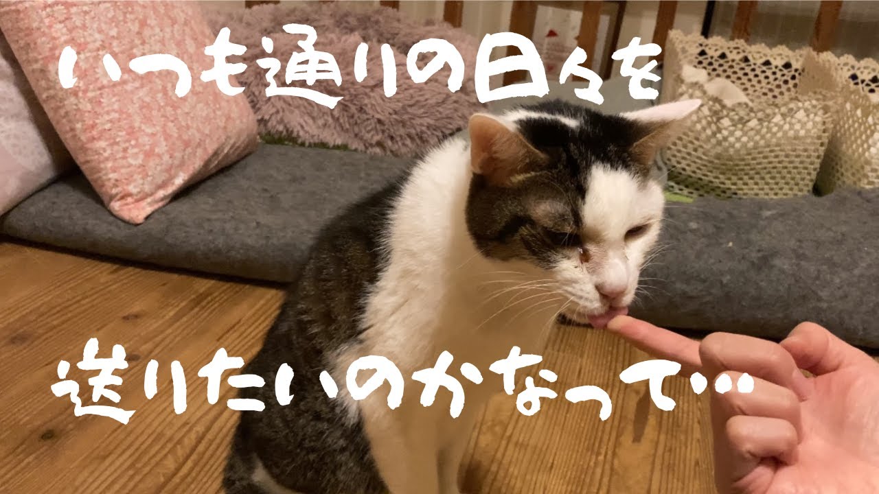 【ご飯を食べなくなった猫#3】いつも通りの日々を