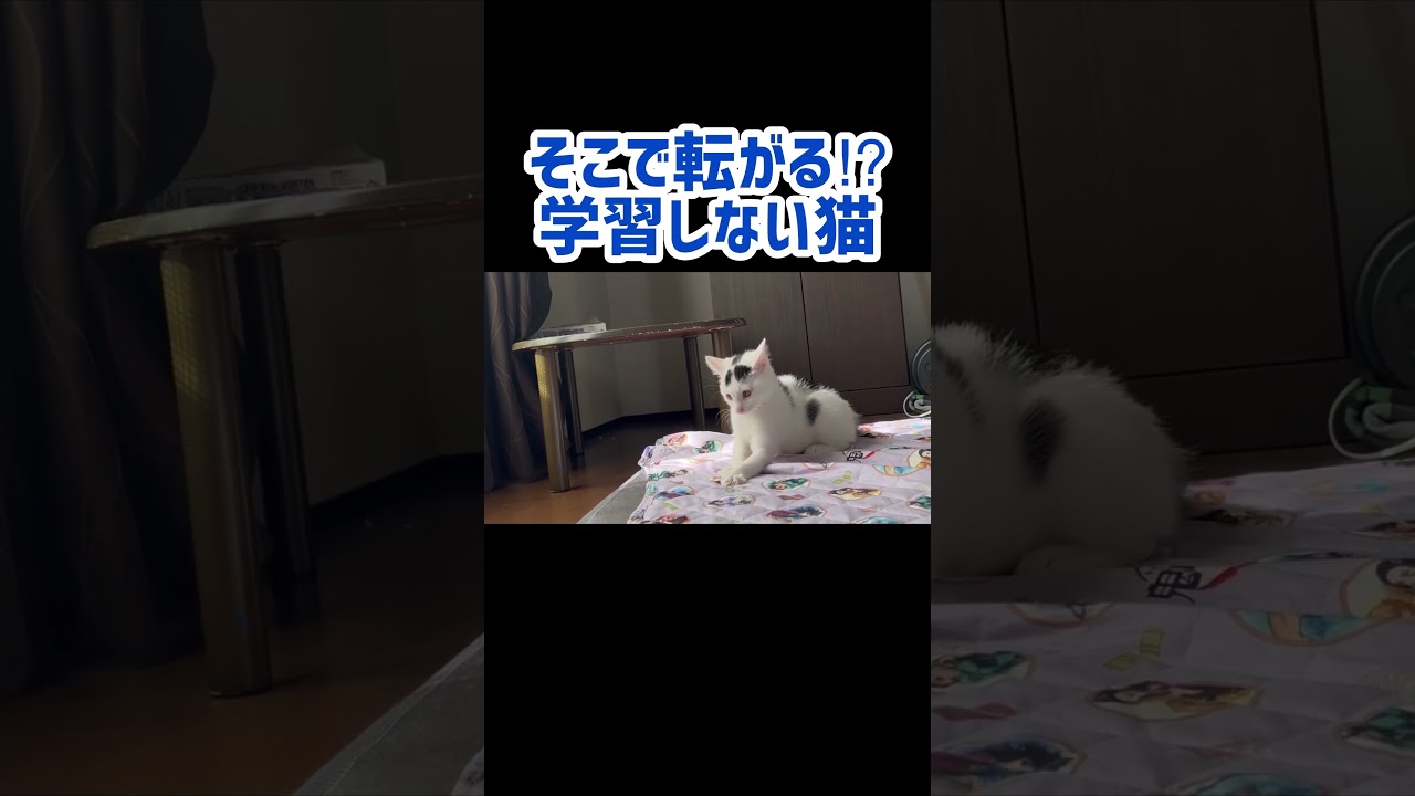 同じ過ちを繰り返すネコ。おっちょこちょいなミルク