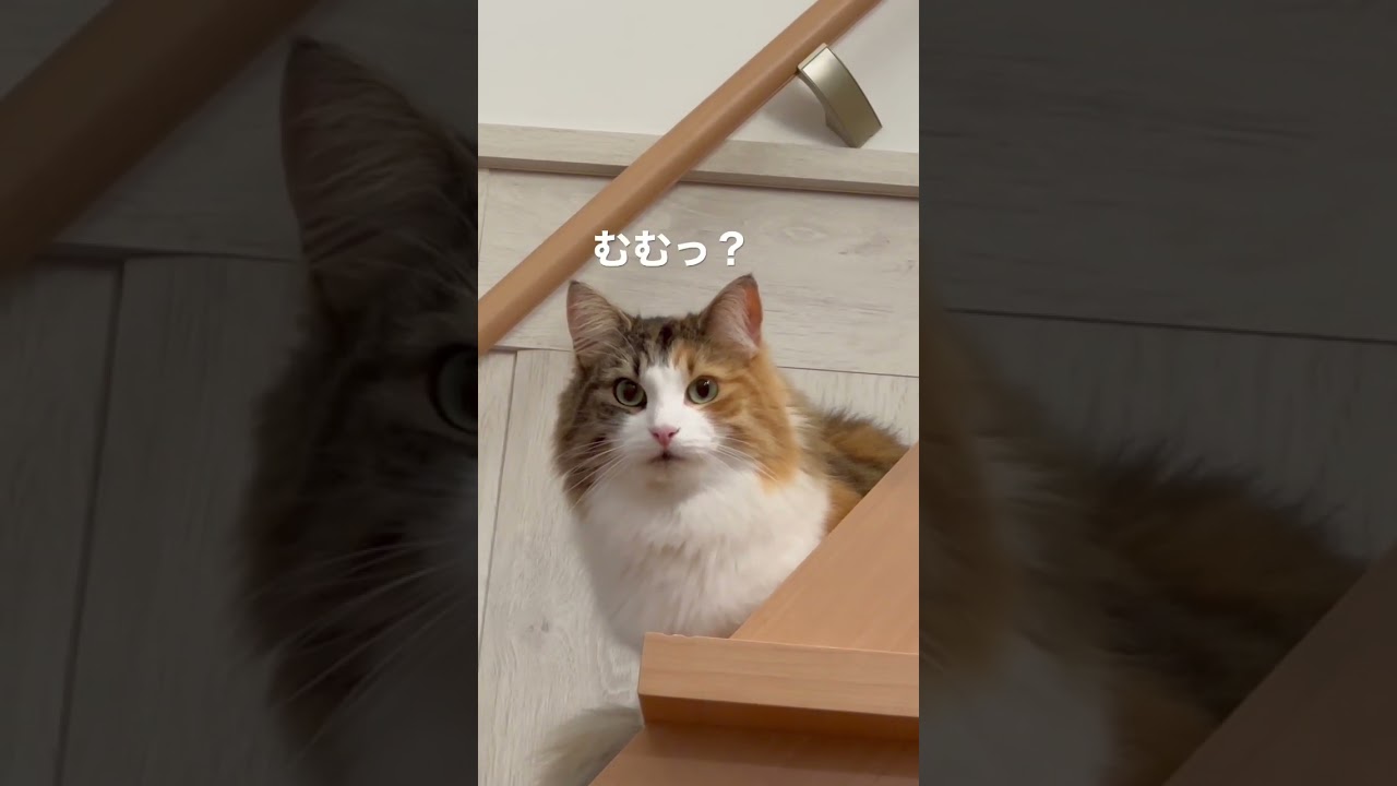 じーっと見つめる猫　#shorts #cat #norwegianforestcat #ノルウェージャンフォレストキャット #ファビュラス