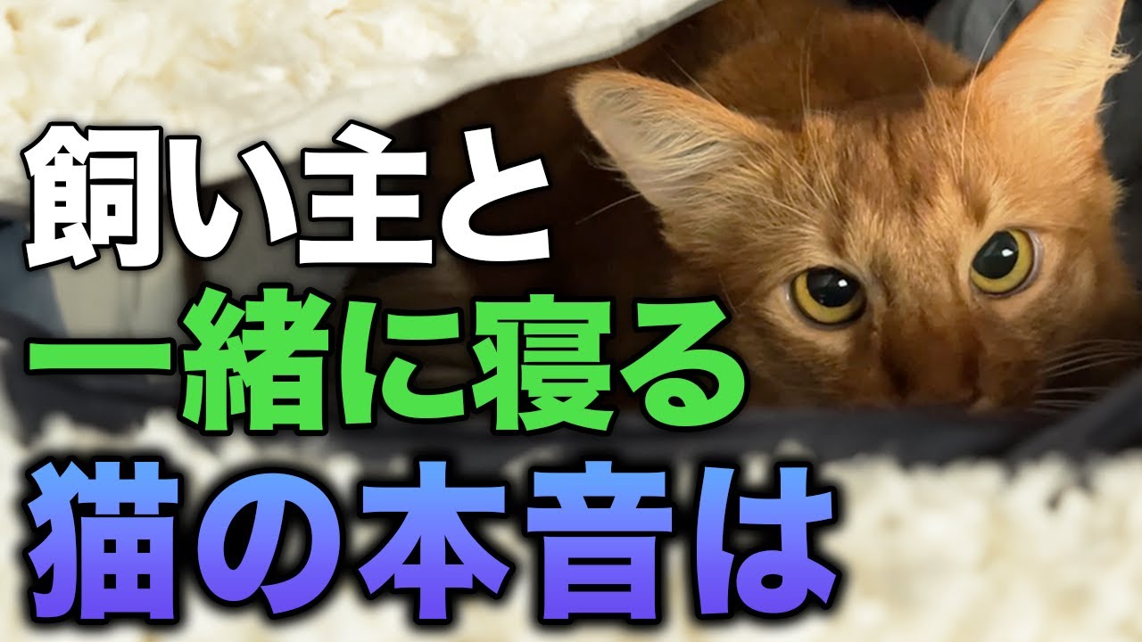 【完全版】猫が飼い主の布団に入ってくる理由7選