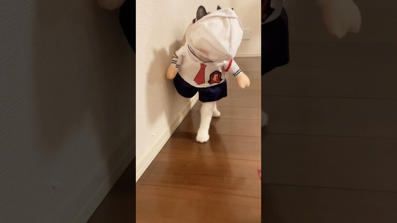 Cats cosplaying for treats おやつの為ならコスプレするにゃ！ #apt #brunomars  #rose