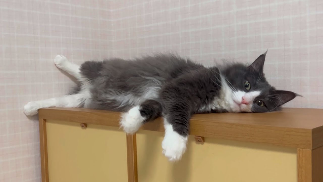 【大ジャンプ‼︎】1さいターキッシュアンゴラの元気な時間と眠たい時間www