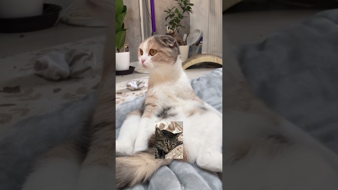 猫は今日もすこ座り#youtubeshorts #youtube #cat #スコティッシュフォールド #猫のいる暮らし #猫のいる生活 #猫好きさんと繋がりたい #猫 #ねこ #譲渡猫