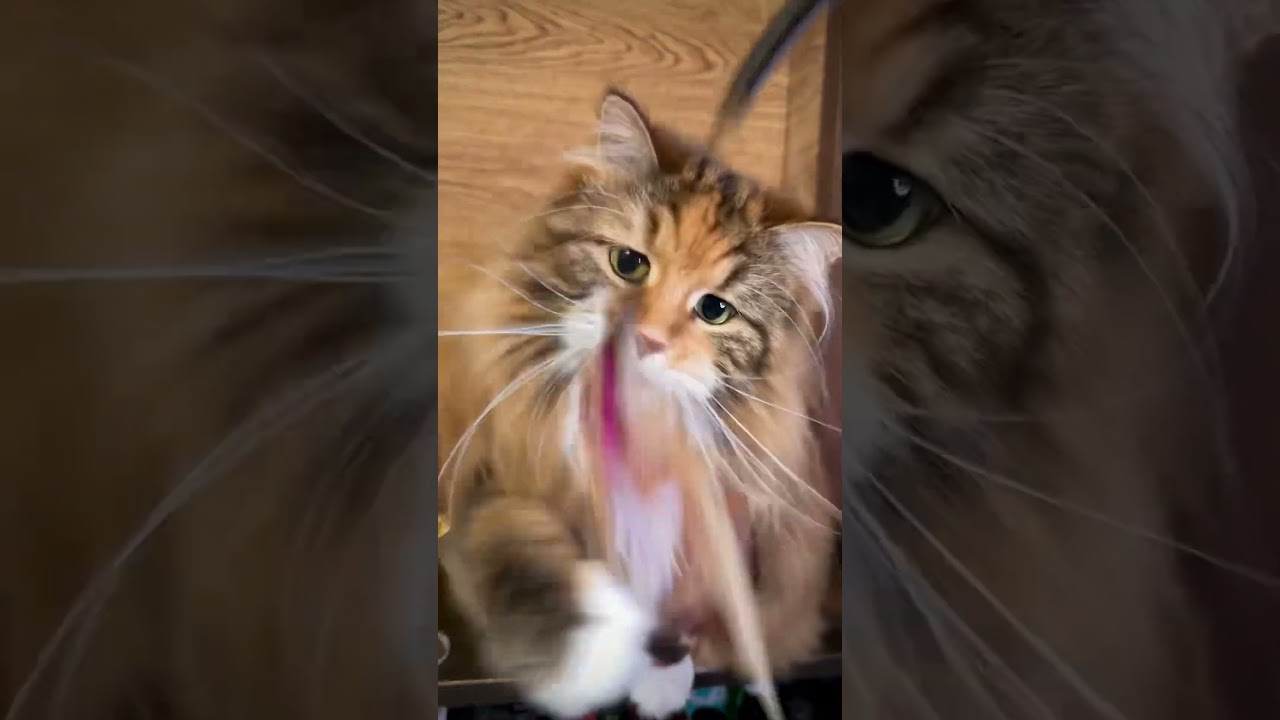 サイベリアンvsアードベッグ #cat #猫 #whisky #ウイスキー #ardbeg #猫のいる暮らし #siberiancat #catlover #cute #アードベッグ #kitty