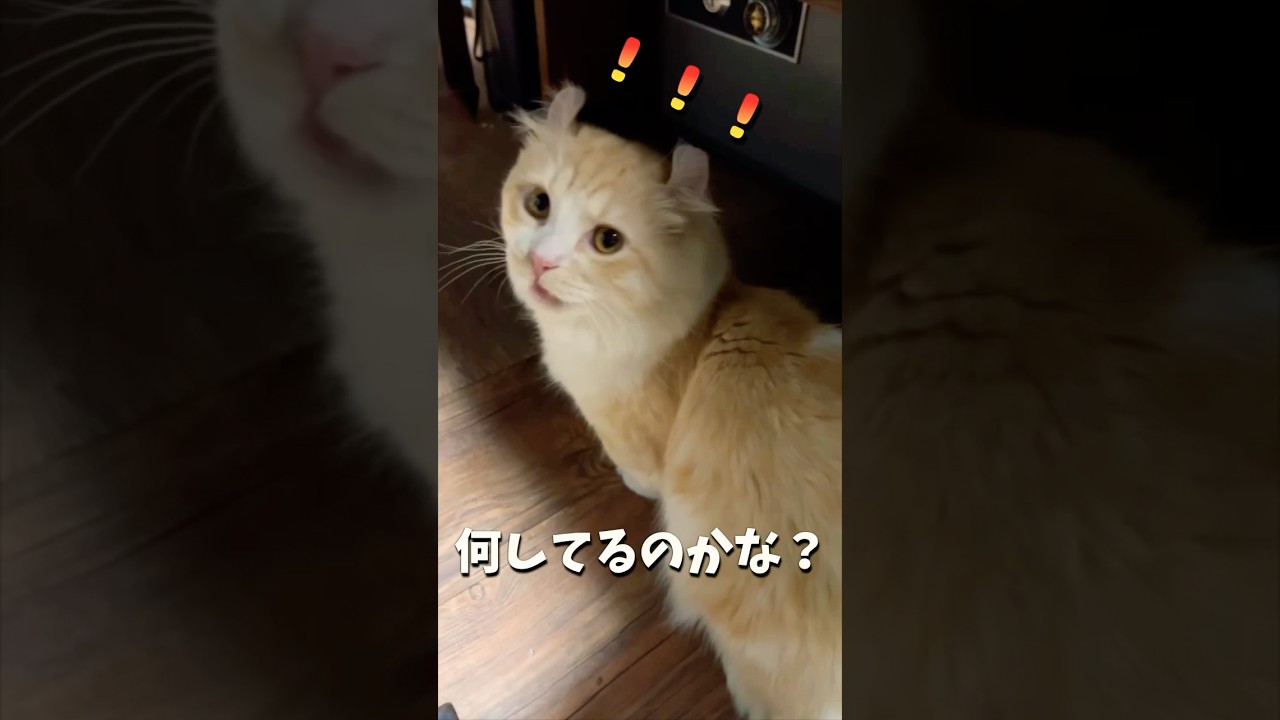 【キンカロー】こいつ・・・何やった！？【マンチカール】