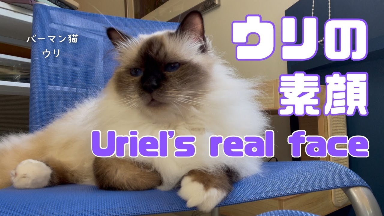 バーマン猫ウリ【ウリの素顔】Uriel's real face（バーマン猫）Birman/Cat