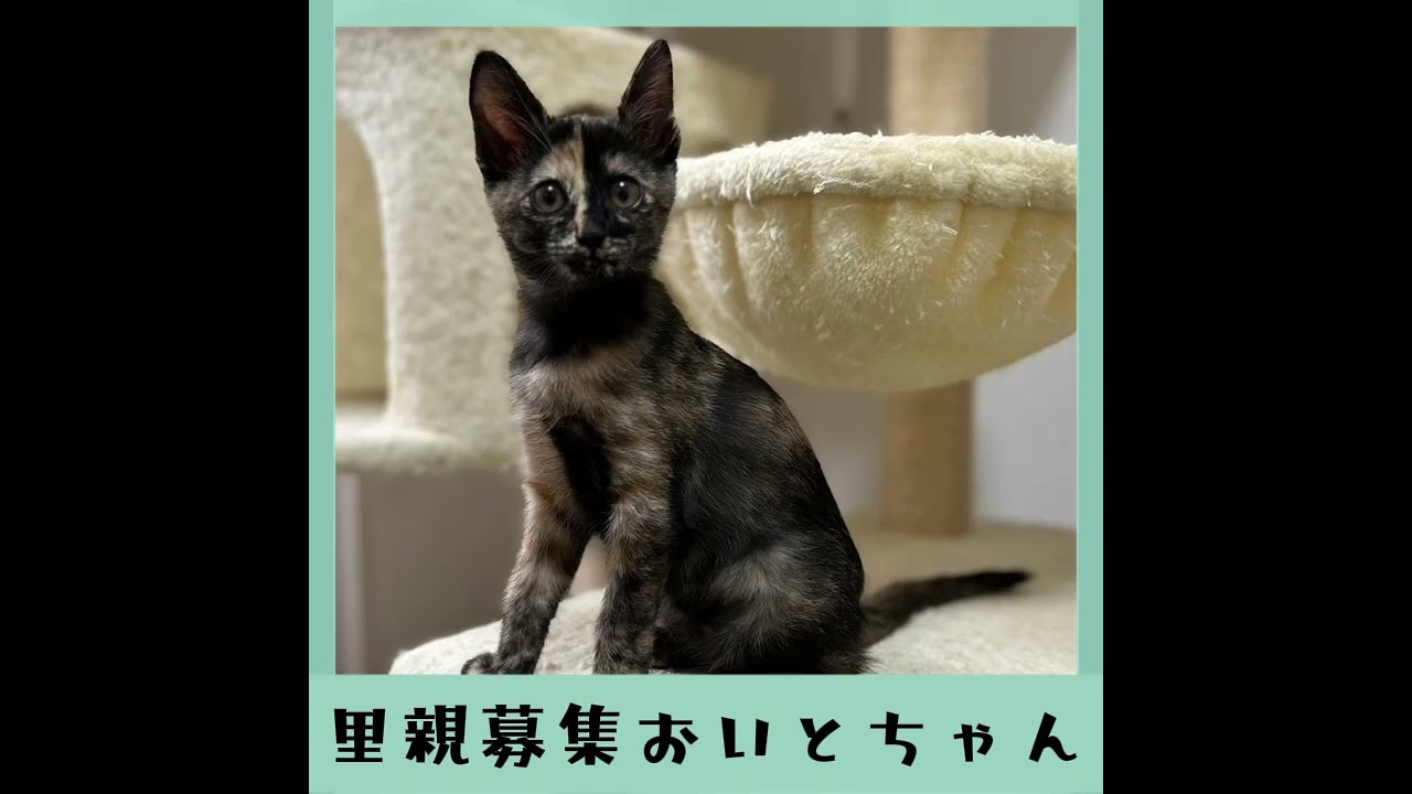 里親募集　サビ柄おいとちゃん