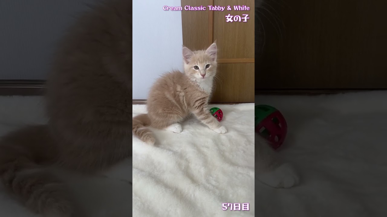 ノルウェージャンフォレストキャット 甘えん坊のベタベタさん♪