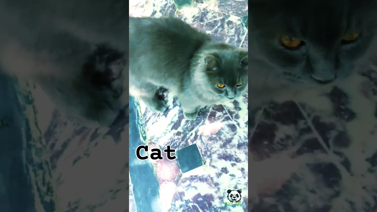 Cats breeds Discover the Ragdoll #ragdoll #ragdollcat #catsofyoutube#viralanimals #cat #catbreed