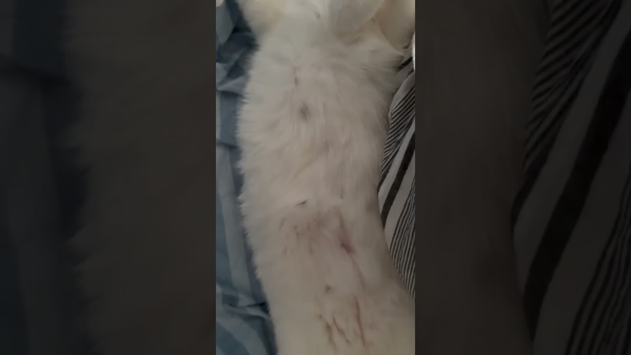 ママンと椅子の背もたれに挟まれて・・・💕　#かわいい #保護猫 #アンジュ #かわいいは正義