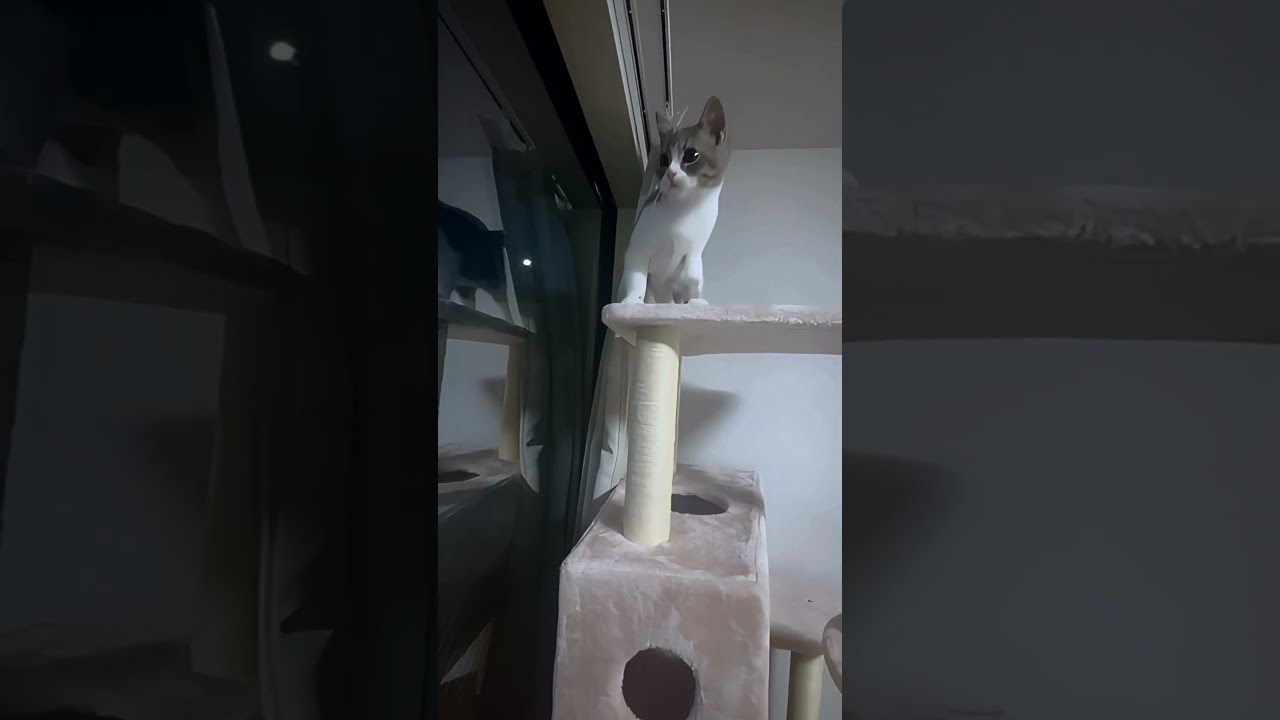 【ガジラ日和】お気に入りのキャットタワー #cat #スコティッシュフォールド #猫 #ねこ #子猫 #猫のいる暮らし