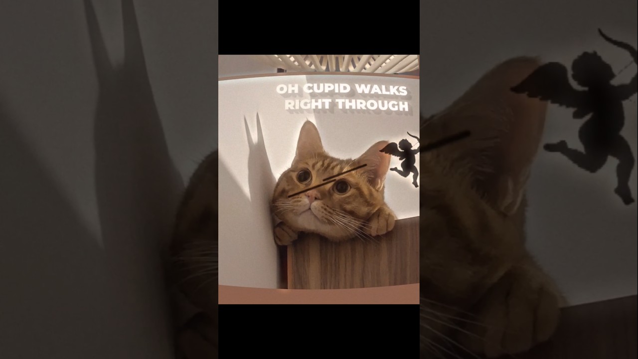 I just love him so much 😭🥺❤️‍🩹 #cute #cat #shorts #fyp #gingercat #trending #trendingshorts