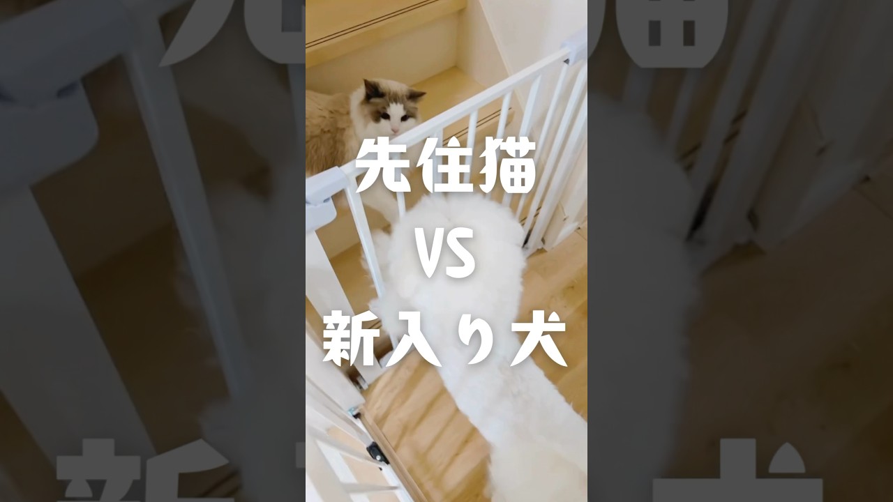 先住猫vs新入り犬