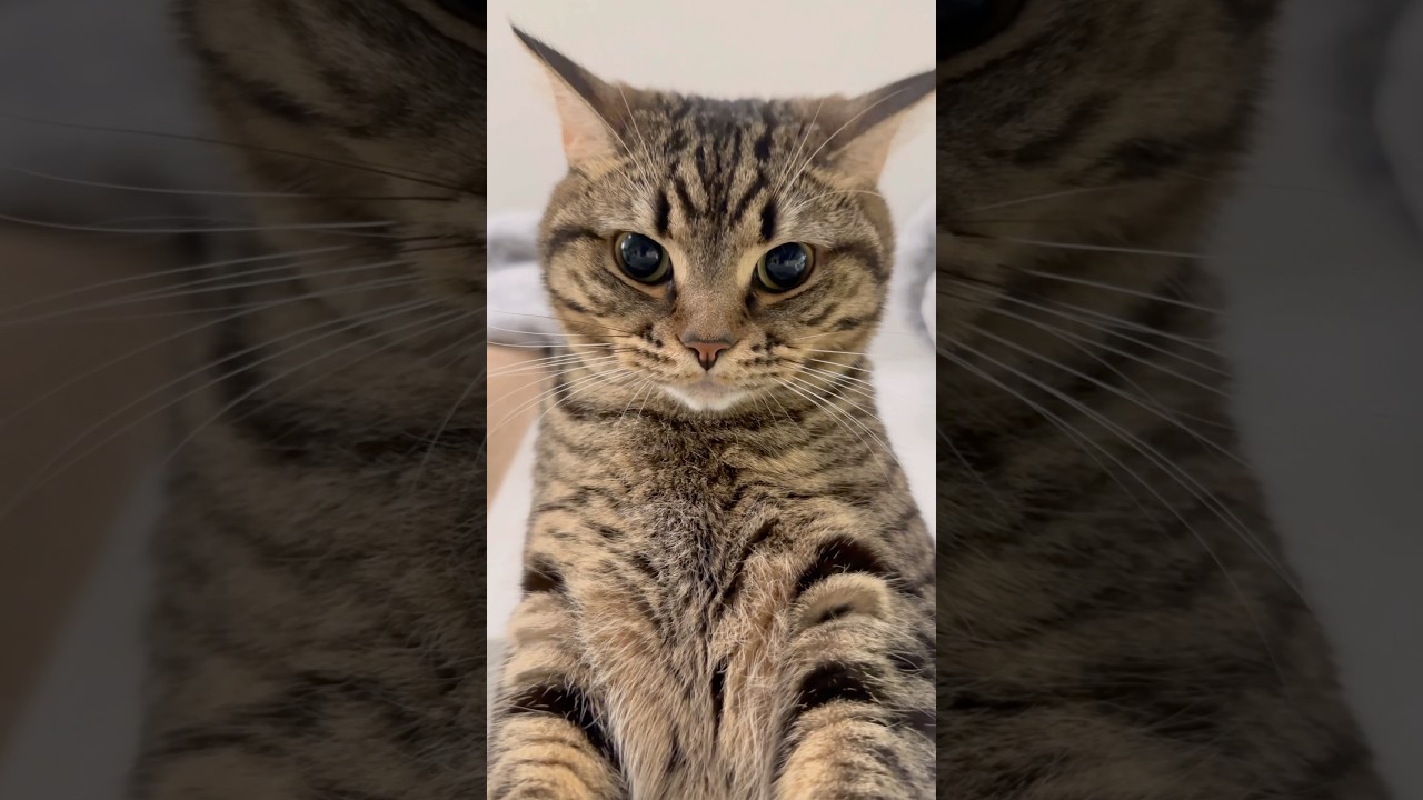 【猫動画】サバを取り上げたらイカ耳になった猫www #shorts