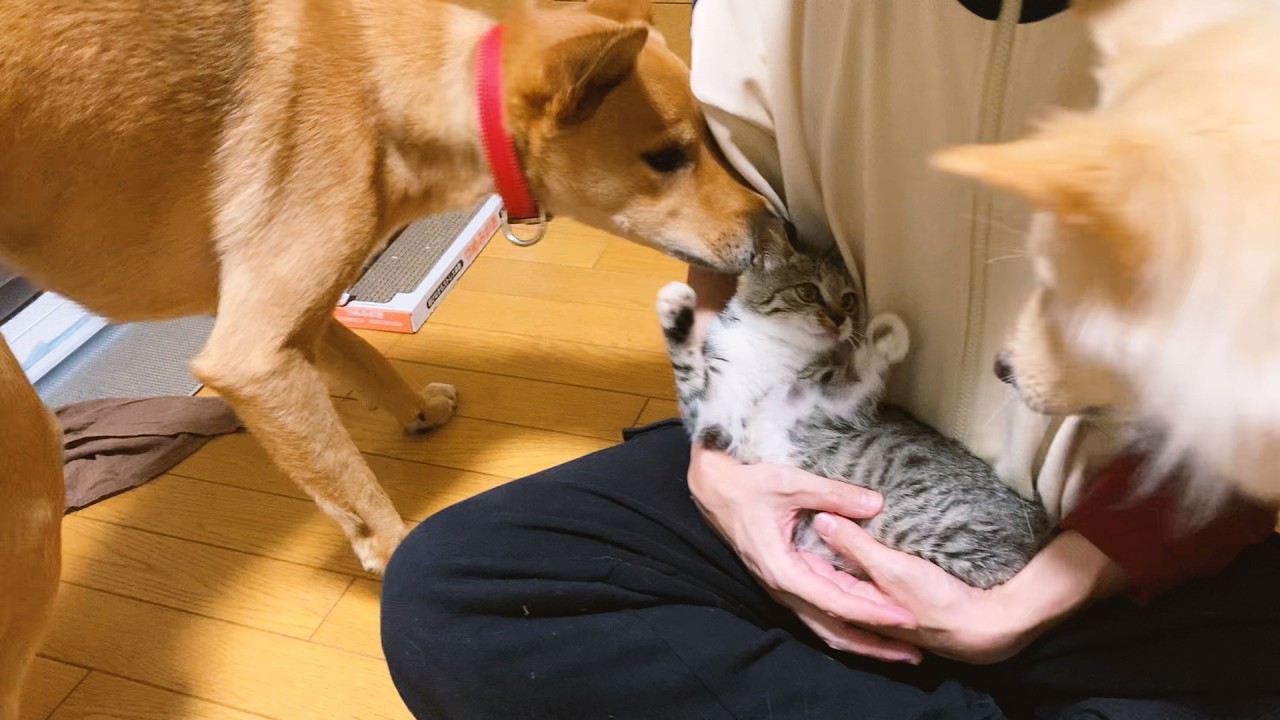 物怖じしない新入り子猫ちゃんと、優しい先住犬達