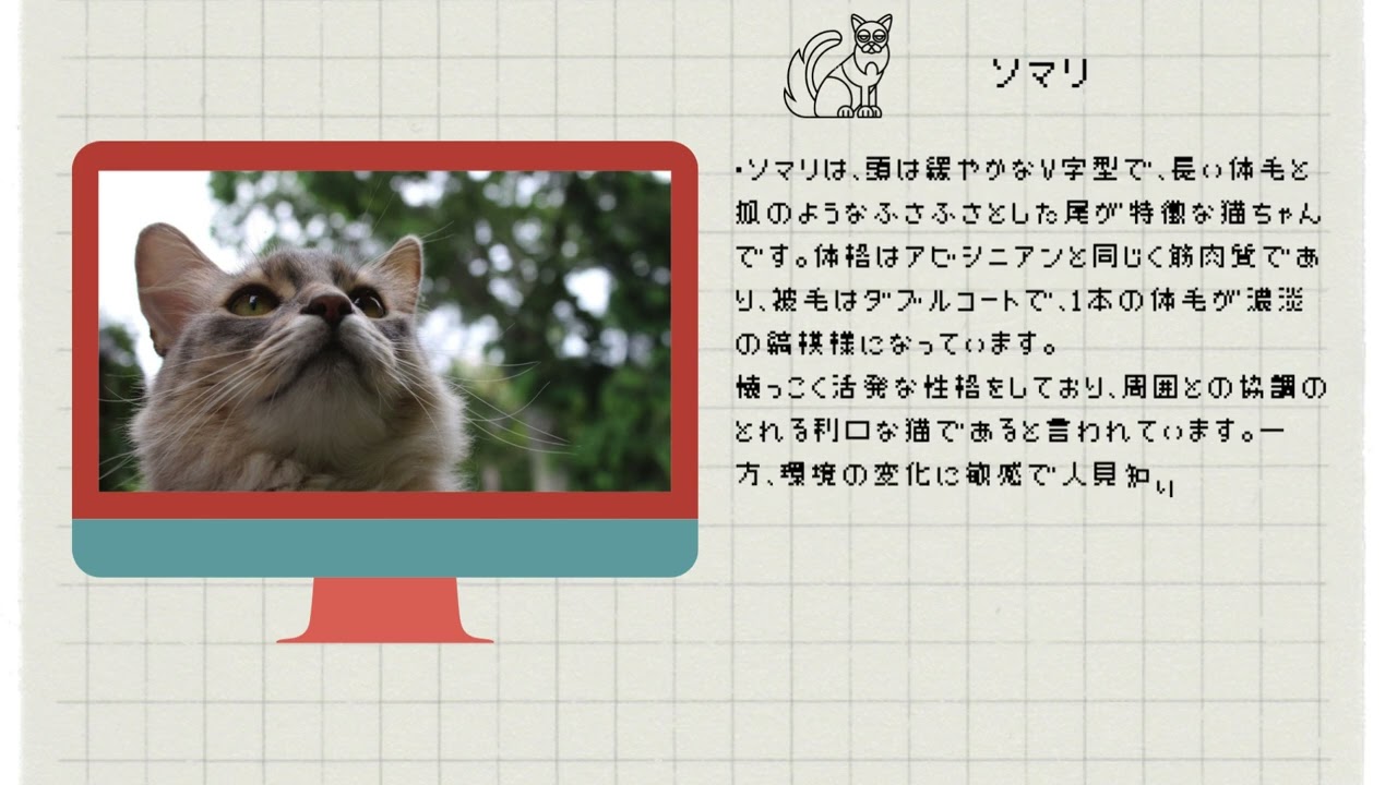 【ソマリ】ペットリフォームならセラフ榎本　犬猫のためのリフォーム　愛犬　ペット快適環境　東京都　埼玉県　神奈川県