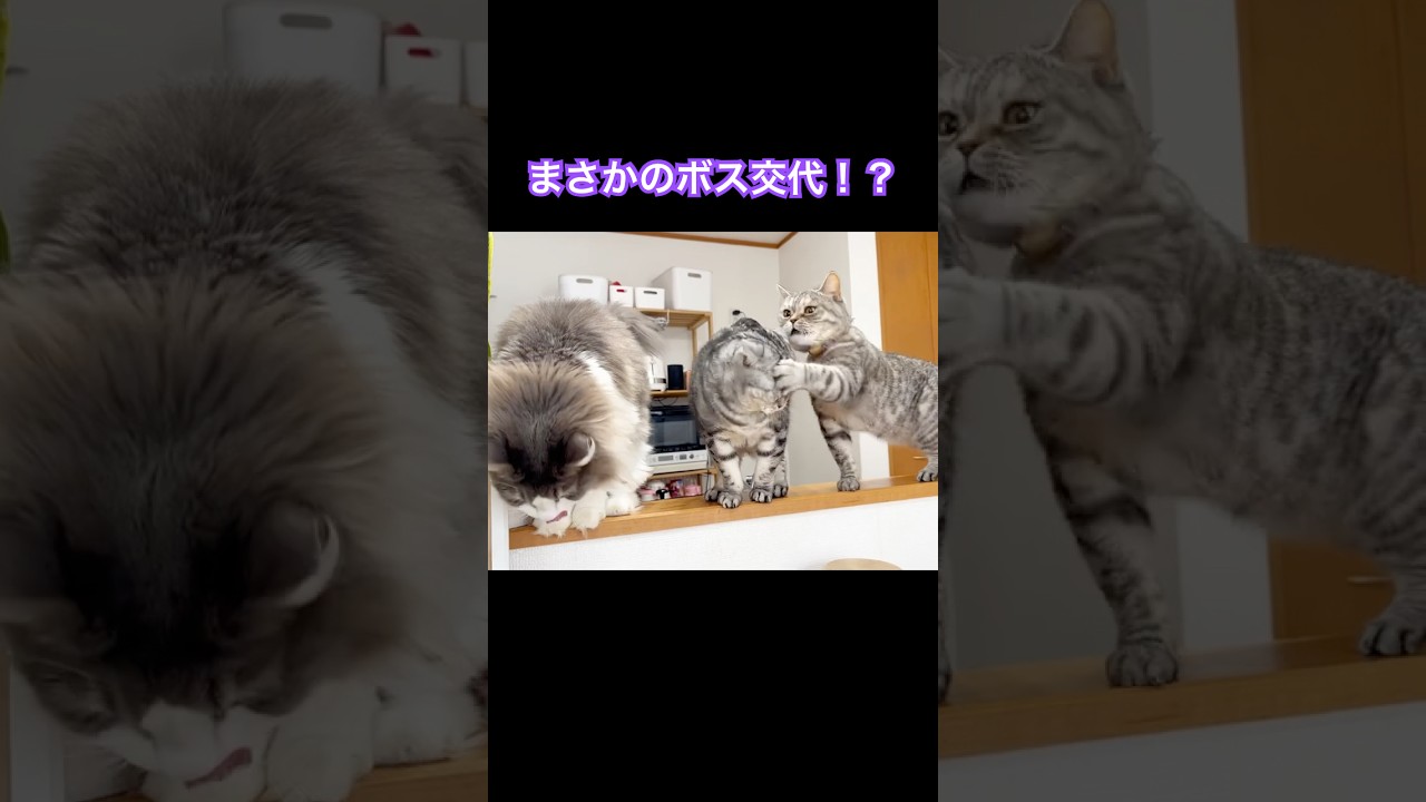 まさかのボス交代！？ #猫 #アメリカンショートヘア #shorts