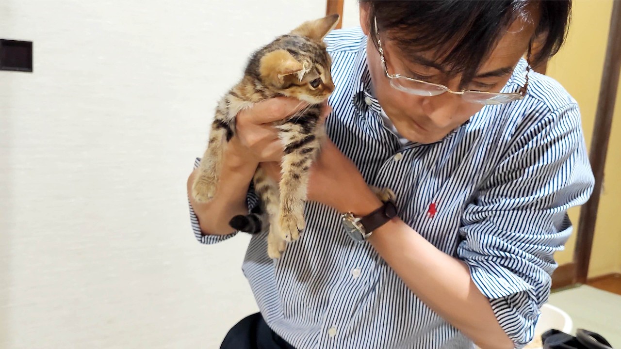 深夜2:00までの愛情あふれる往診で、FIPの子猫がありがとうを伝えました。