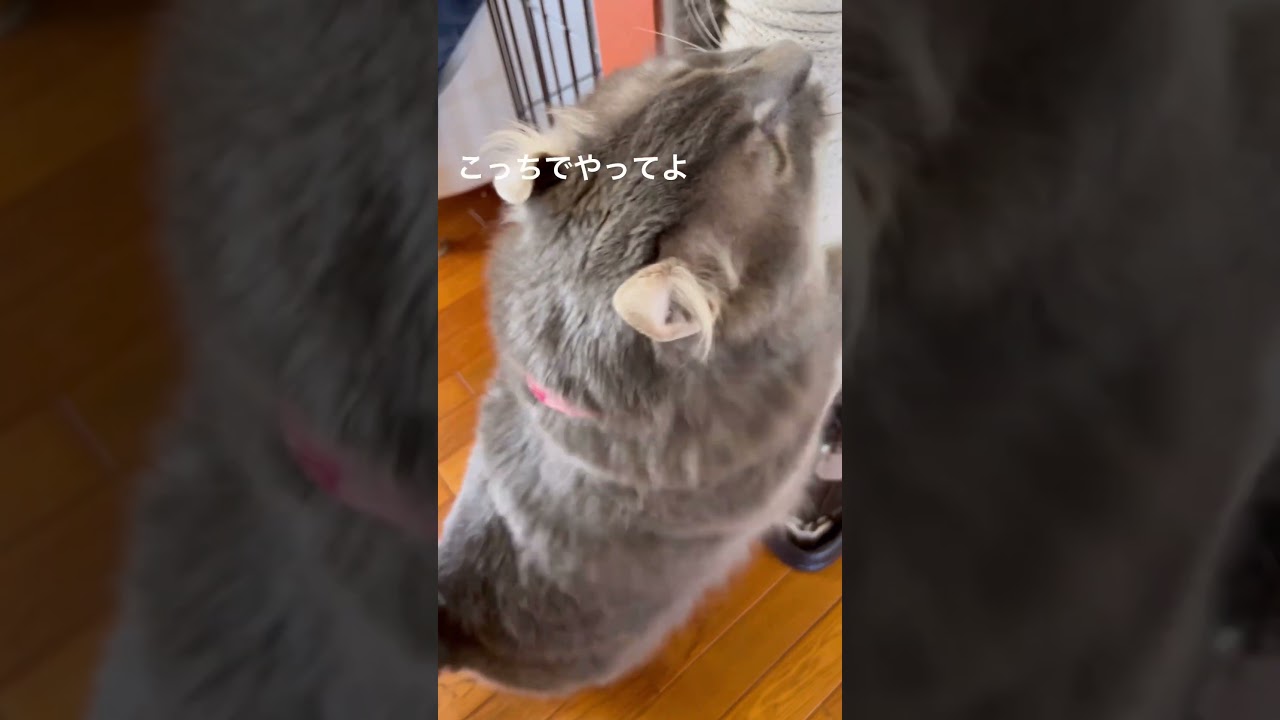 猫動画 #shorts ガリガリー #アメリカンカール 里親募集で迎え入れた猫の日常