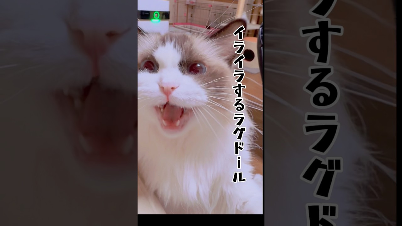 【イラつくラグドール】#猫#猫のいる暮らし #ラグドール #shorts
