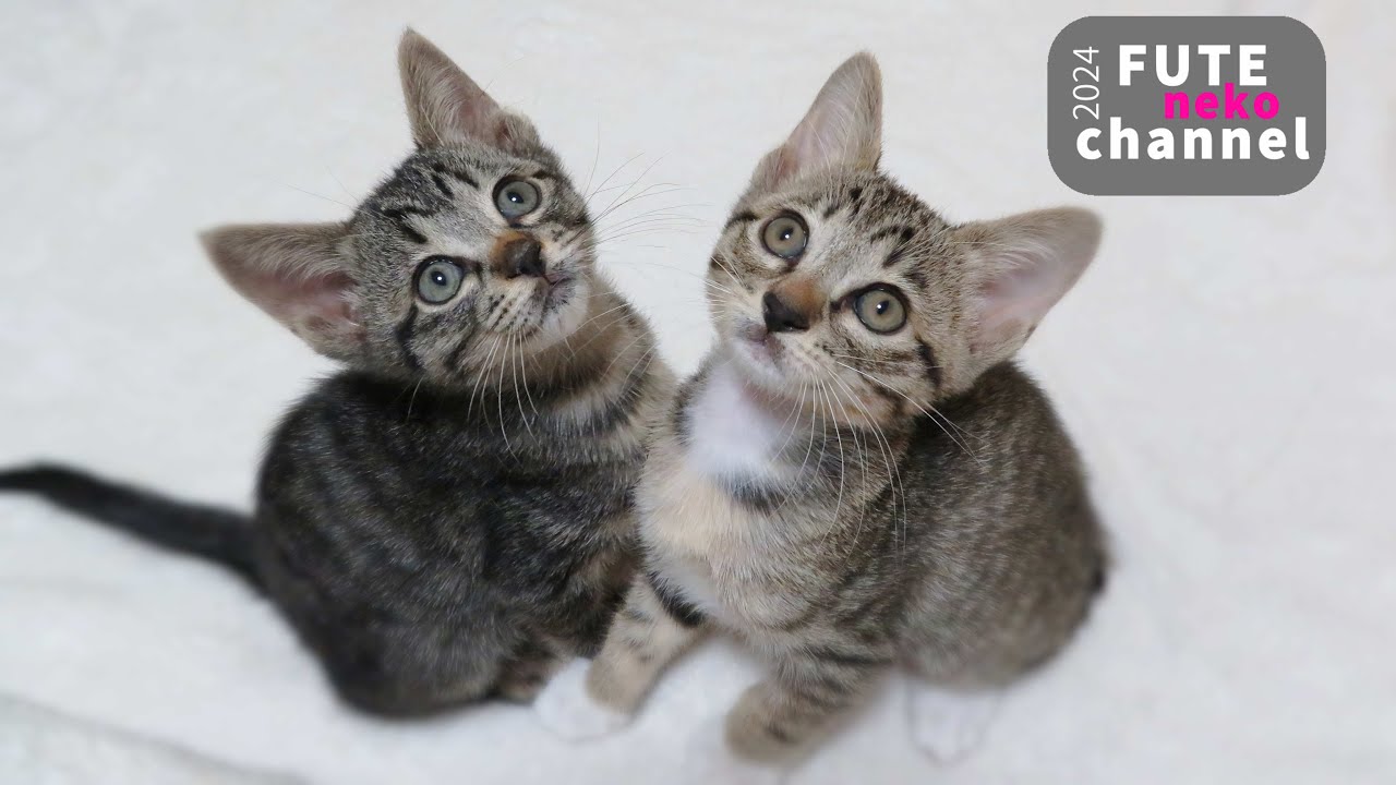 リビングデビューした子猫達の反応は…【保護子猫】