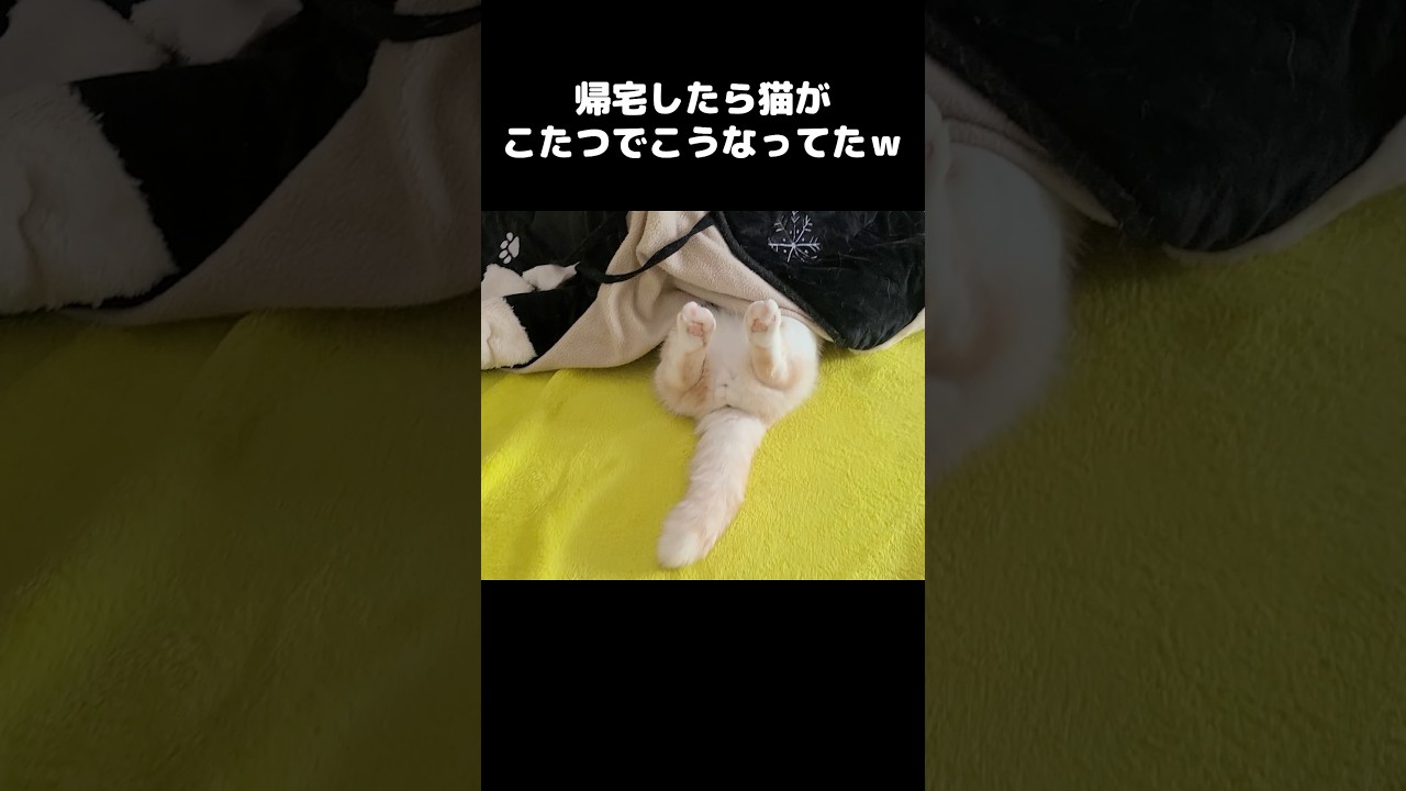 帰宅したら猫がこたつでこうなってた...笑#cat #猫