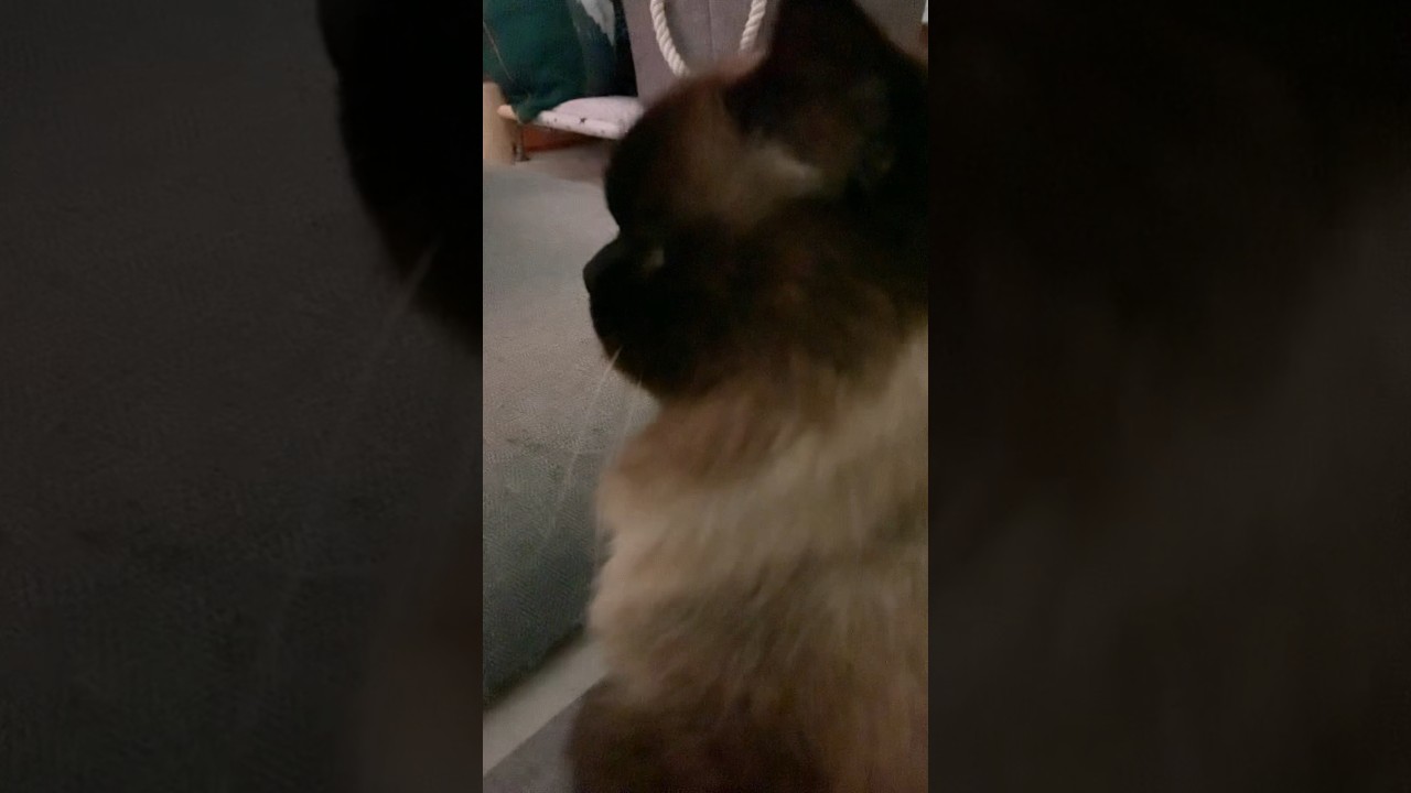 可愛すぎるげんたくんの横顔#猫 #ヒマラヤン #猫のいる生活 #shorts